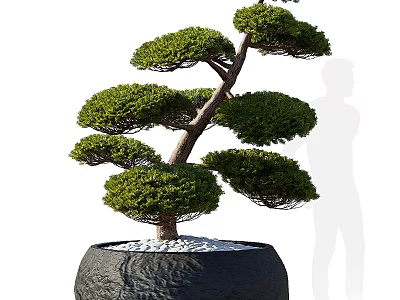 Bonsai Tree With Green Foliage Curved Trunk Textured Black Pot And White Pebbles 3d model