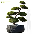 Bonsai Tree With Green Foliage Curved Trunk Textured Black Pot And White Pebbles