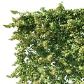 Lush Green Vine Foliage In Natural Growth