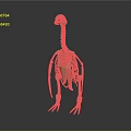 Artistic Detailed Wooden Animal Skeleton Sculpture with Long Neck and Claws