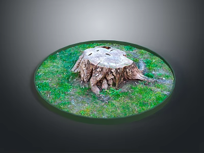 Green Plants Grass And Moss Surrounding Tree Stump In Round Display Natural Setting 3d model