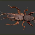 Detailed Brown Cockroach With Spread Wings On Dark Reflective Surface Showing Reflection 3d model