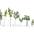 Green Plants In Transparent Glass Vases Decorative Arrangement For Home Decor