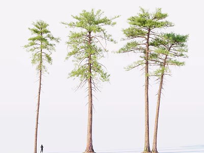 Tall Straight Trunk Trees With Green Canopies Standing Against White Background With Small Figure 3d model