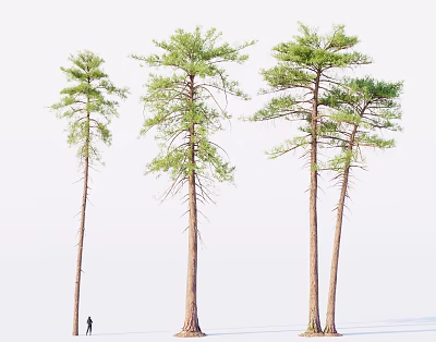 Tall Straight Trunk Trees With Green Canopies Standing Against White Background With Small Figure 3d model