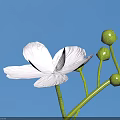 White Flower with Green Stems and Buds Against Blue Background 3d model