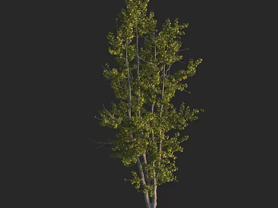 Lush Arbor With Green Leaves And Multiple Trunks In Natural Scene 3d model