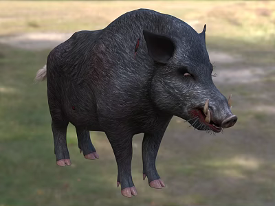 Wild Boar With Sharp Tusks Standing On Green Grass Field 3d model