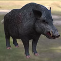 Wild Boar With Sharp Tusks Standing On Green Grass Field