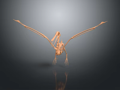 Medical Device Anatomical Skeleton Teaching Model Featuring 3D Printed Bone Structure 3d model