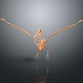Medical Device Anatomical Skeleton Teaching Model Featuring 3D Printed Bone Structure