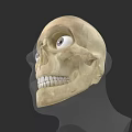 Human Skull Side View With Detailed Eye Sockets And Visible Teeth Structure 3d model