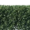 Lush Green Trimmed Garden Shrubs Adding Charm To Outdoor Garden Spaces
