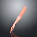 Detailed Human Arm Organ Model Displaying Skin Texture and Fine Hair Features