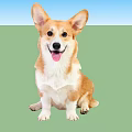 Happy Brown And White Corgi Dog Sitting With Tongue Out On White Background