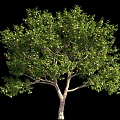apple tree fruit tree apple orchard 3d model