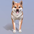 Shiba Inu Standing With Brown White Fur Curled Tail And Tongue Out On Blue Background
