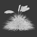 Clumps Of Decorative Ornamental Grasses With Feathery Plumes In Brown Gray And White
