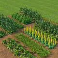 Lush Vegetable Garden Featuring Various Green Plants And Fresh Vegetables