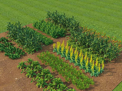 Lush Vegetable Garden Featuring Various Green Plants And Fresh Vegetables 3d model