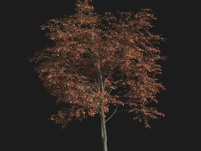 Autumn Arbor With Vibrant Red Orange Leaves And Slender Trunk 3d model