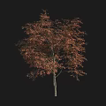 Autumn Arbor With Vibrant Red Orange Leaves And Slender Trunk