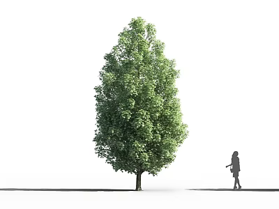 Tall Green Arbor With Lush Foliage And Person Silhouette Against White Background And Gray Ground 3d model