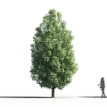 Tall Green Arbor With Lush Foliage And Person Silhouette Against White Background And Gray Ground