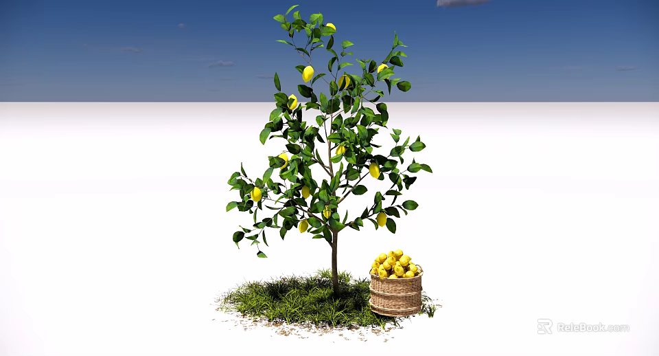 Lemon Tree with Ripe Lemons and Wooden Bucket on Green Grass Under Blue Sky 3d model 