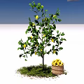Lemon Tree with Ripe Lemons and Wooden Bucket on Green Grass Under Blue Sky