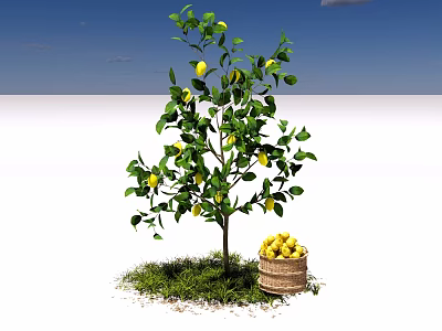 Lemon Tree with Ripe Lemons and Wooden Bucket on Green Grass Under Blue Sky 3d model