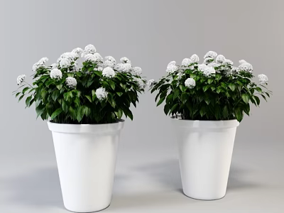 Decorative Bonsai Potted Plants in White Pots with Green Leaves and White Spherical Flowers 3d model