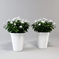 Decorative Bonsai Potted Plants in White Pots with Green Leaves and White Spherical Flowers