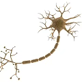 Medical Device with 3D Neuron Structure Model for Neural Research and Education