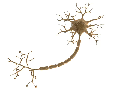 Medical Device with 3D Neuron Structure Model for Neural Research and Education 3d model