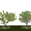 Fruit Bearing Arbor With Lush Green Leaves Oranges Blue Sky White Clouds Green Grass