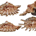 Spider Snail Conch Combination Conch Animal Shell Spider Snail Conch Animal Shell 3d model
