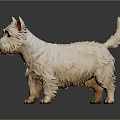 3D Rendered West Highland White Terrier With White Fur And Erect Ears On Dark Background