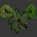 Decorative Indoor Potted Plants with Green and Red Variegated Leaves in Ceramic Pots