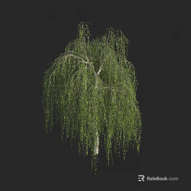 Weeping Willow Tree With Long Weeping Branches Fresh Green Leaves White Trunk Against Black Background 3d model 