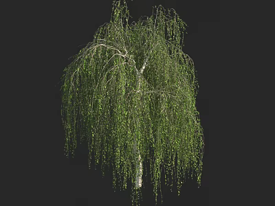 Weeping Willow Tree With Long Weeping Branches Fresh Green Leaves White Trunk Against Black Background 3d model
