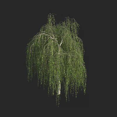 weeping birch 3d model