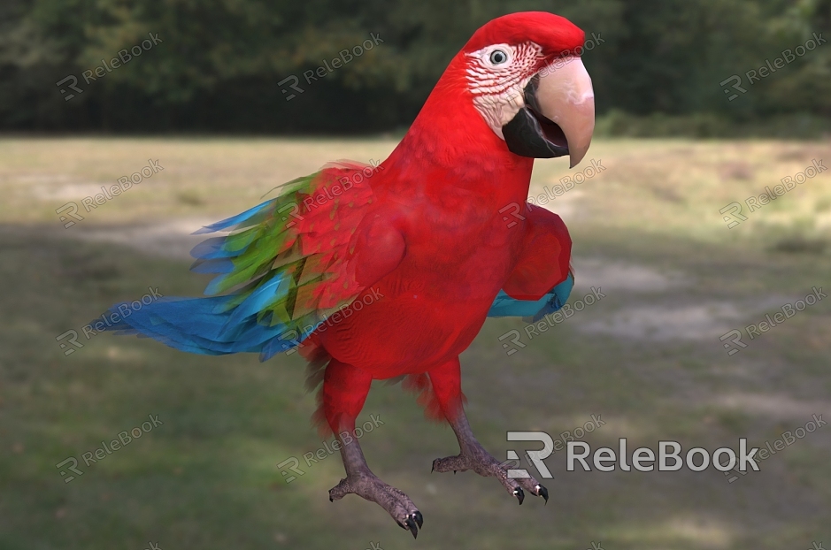 red green wing macaw baby macaw bird creature animal model