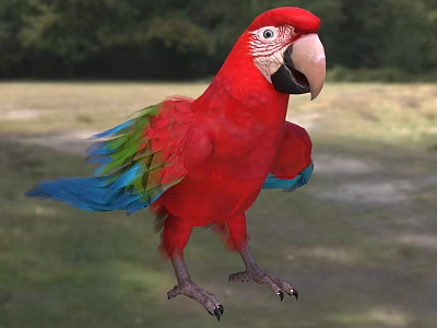 Vibrant Red Parrot with Green and Blue Feathers Standing on Grassland with Trees 3d model