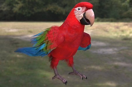 red green wing macaw baby macaw bird creature animal 3d model