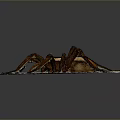 Detailed Large Brown Spider On White Paper Background Close Up Shot