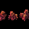 Vibrant Red and Orange Bonsai Potted Plants with Layered Leaves on Black Background