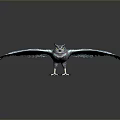 Blue and White Eagle Flying with Spread Wings and Detailed Feathers on Gray Background