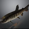 Brown Spotted Fish With Large Eyes Fins Tail And Shiny Scales On Dark Background