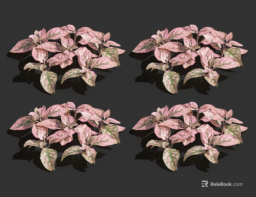 Pink Green Variegated Houseplant Leaves Four Clusters Decorative Foliage 3d model 
